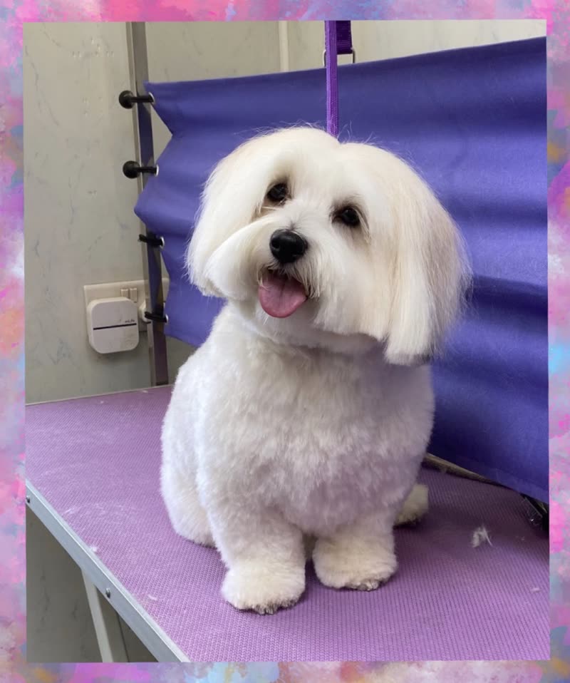 A freshly groomed white fluffy dog on the grooming table at The Dog Groomer, Cheltenham