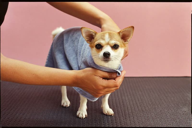 A dog being towel-dried after its bath