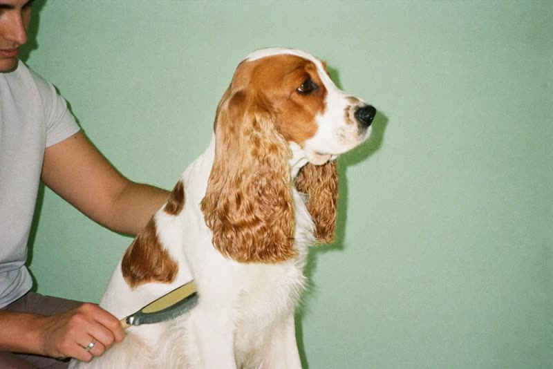 A freshly groomed spaniel sitting calmly