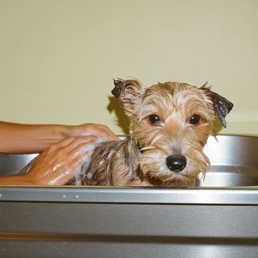 A small dog being bathed at the groomers