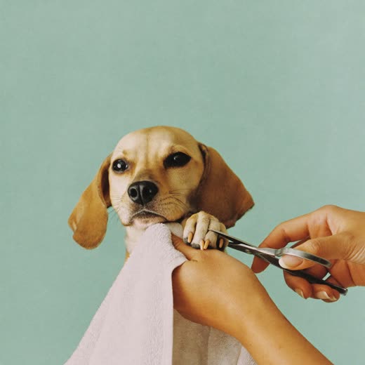 A dog's nails being clipped