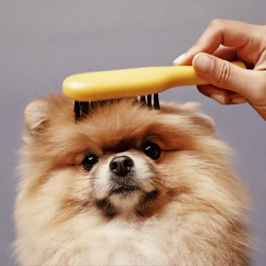 A fluffy dog being brushed out