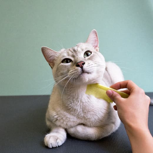 A cat being combed at the groomers